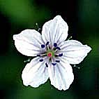 ゲンノショウコ