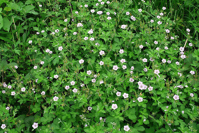 ゲンノショウコ