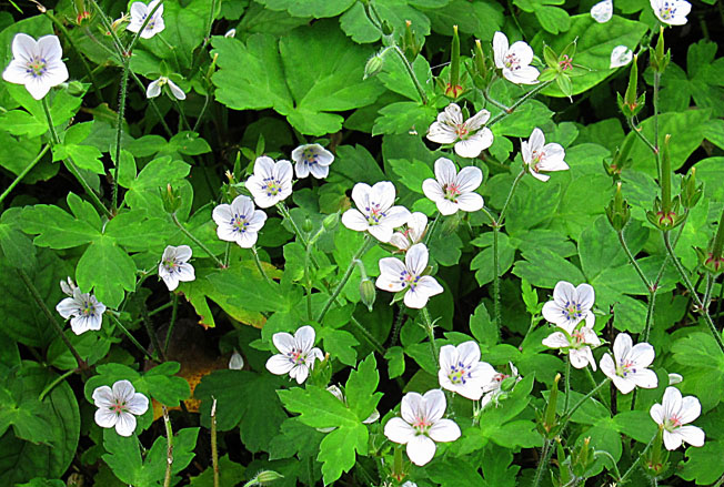 ゲンノショウコ