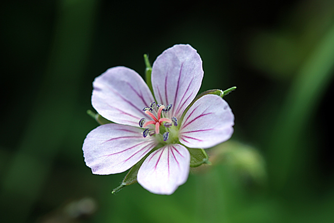 ゲンノショウコ