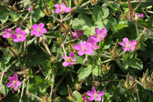 ゲンノショウコ