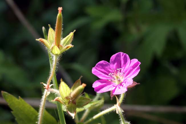 ゲンノショウコ