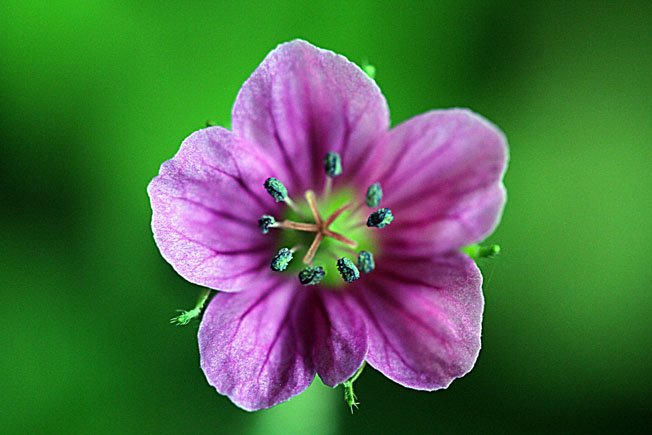 ゲンノショウコ