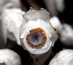 ギンリョウソウ