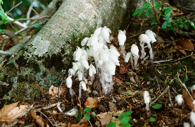 ギンリョウソウ