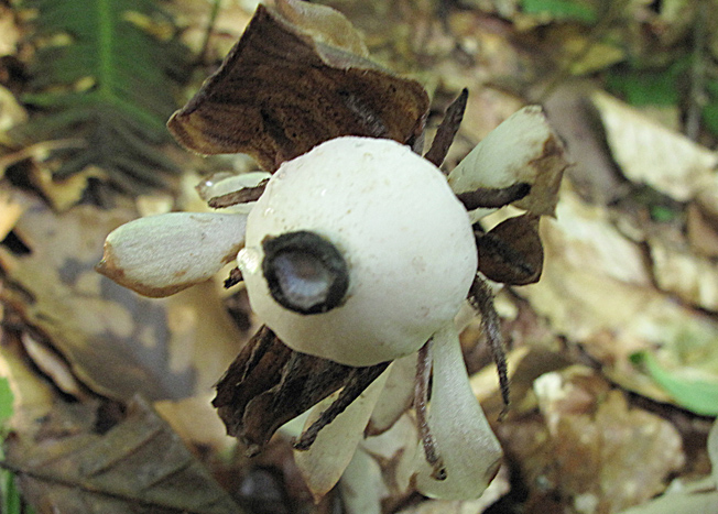 ギンリョウソウ