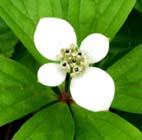 ゴゼンタチバナ