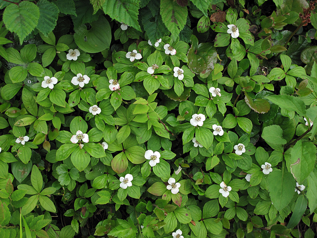 ゴゼンタチバナ