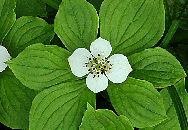 ゴゼンタチバナ