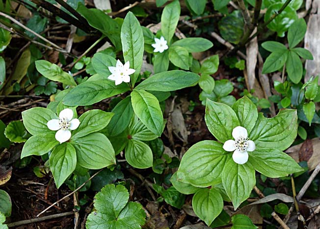 ゴゼンタチバナ