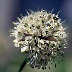 ギョウジャニンニク