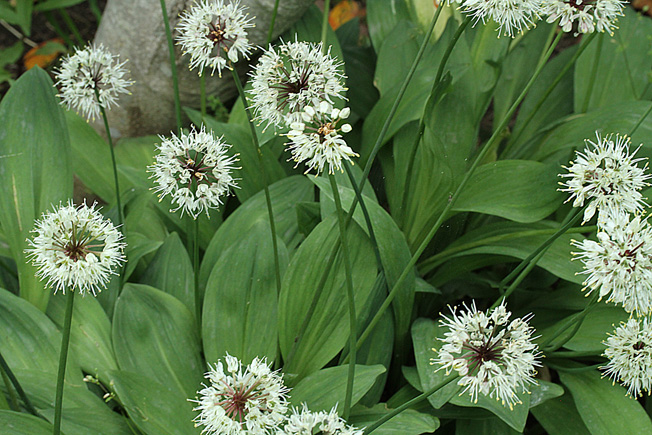 ギョウジャニンニク