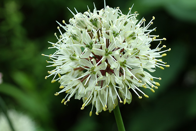 ギョウジャニンニク