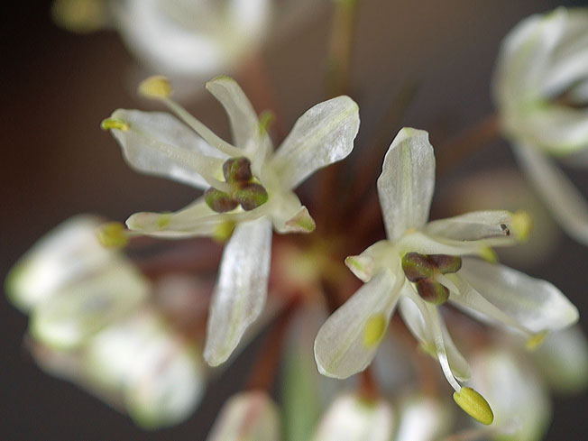 ギョウジャニンニク