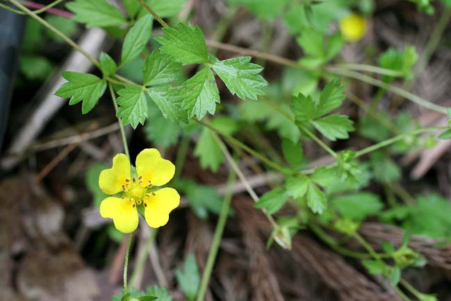 ハイキジムシロ