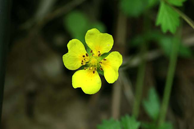 ハイキジムシロ