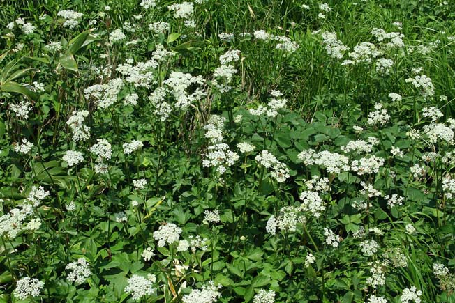 ハクサンボウフウ