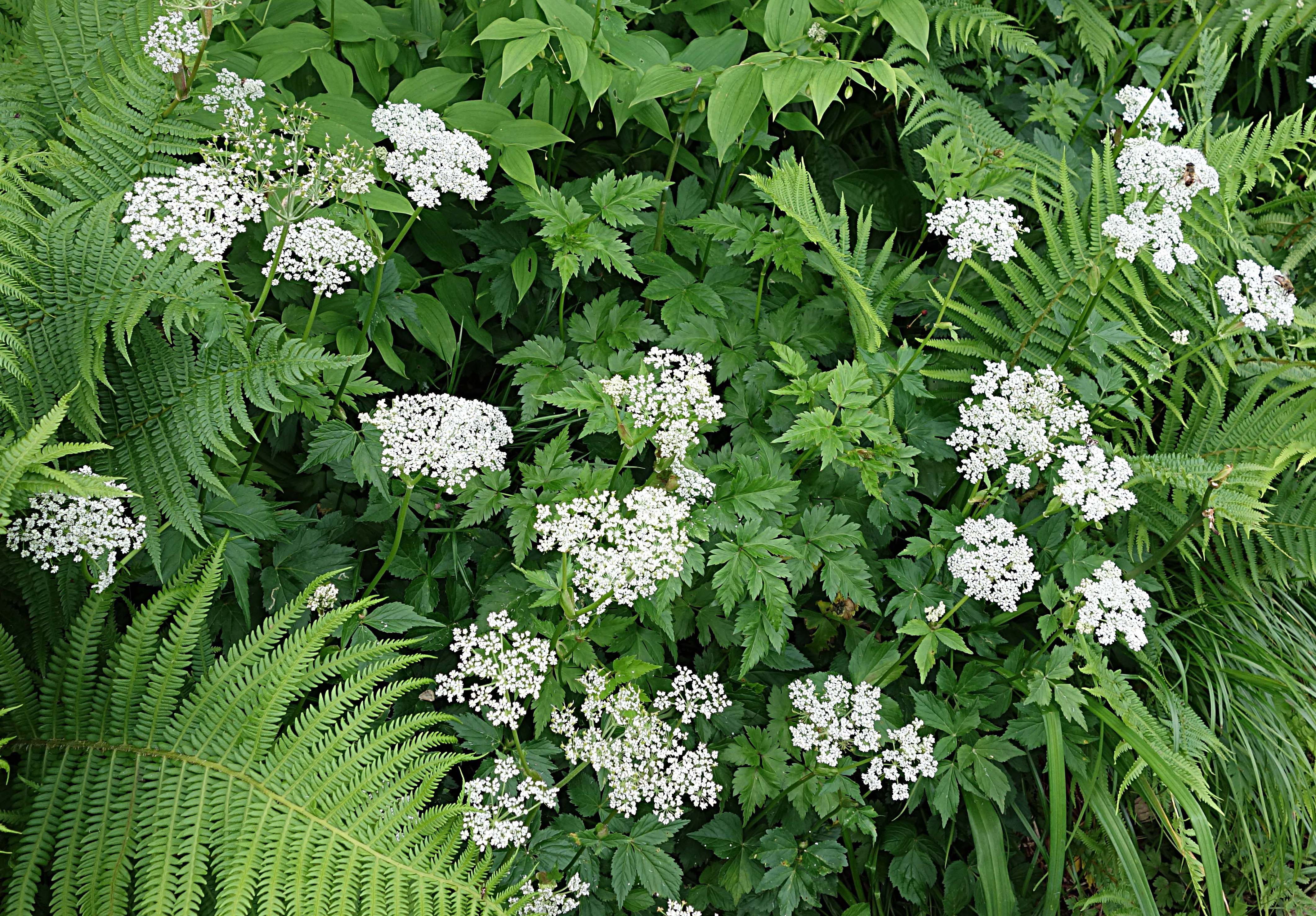 ハクサンボウフウ