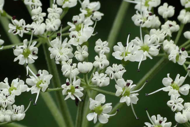 ハクサンボウフウ