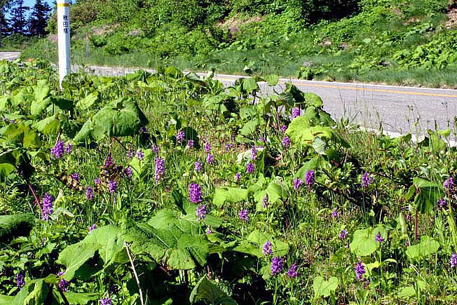 ハクサンチドリ