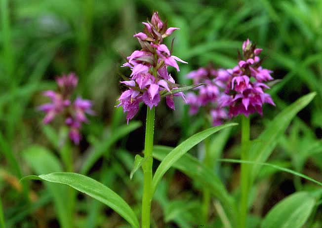 ハクサンチドリ