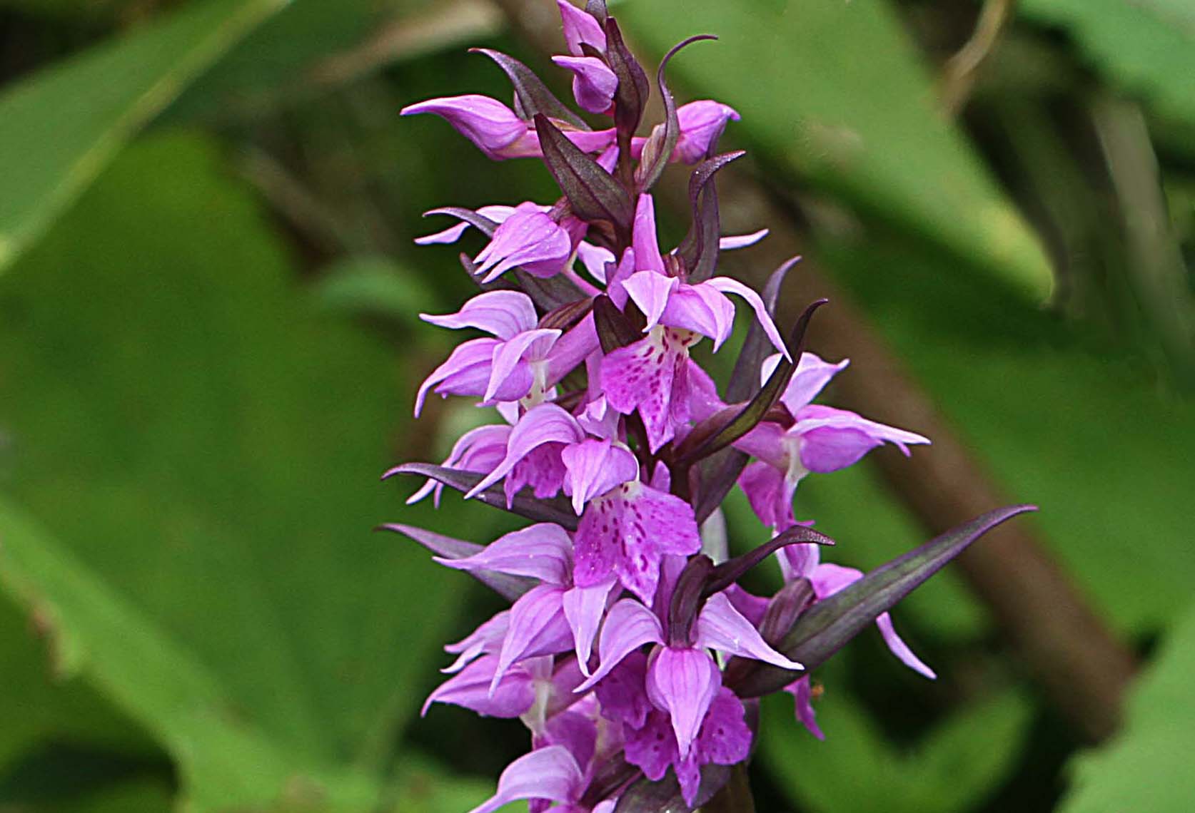 ハクサンチドリ