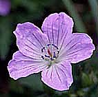 ハクサンフウロ(オガフウロ)