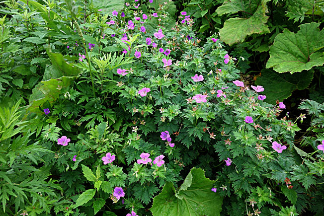 ハクサンフウロ(オガフウロ)