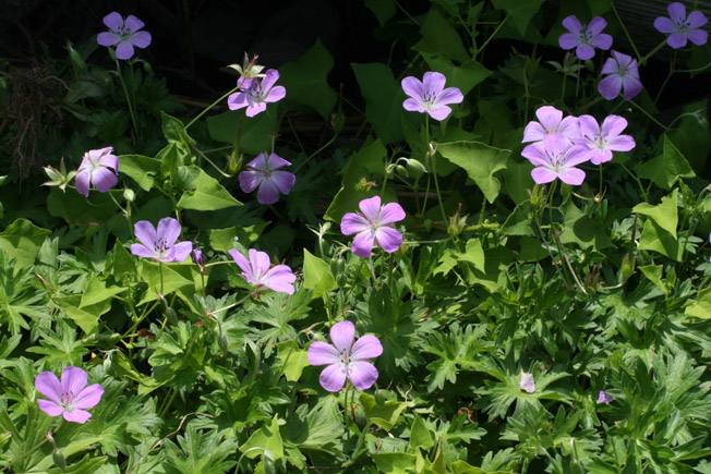 ハクサンフウロ(オガフウロ)