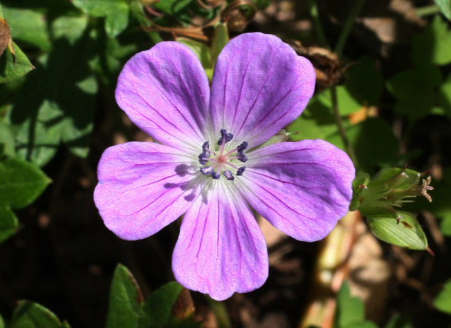 ハクサンフウロ(オガフウロ)