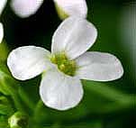 ハクサンハタザオ