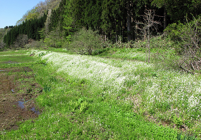 ハクサンハタザオ