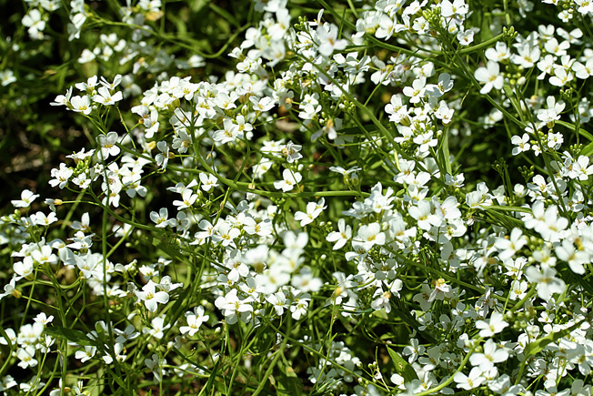 ハクサンハタザオ