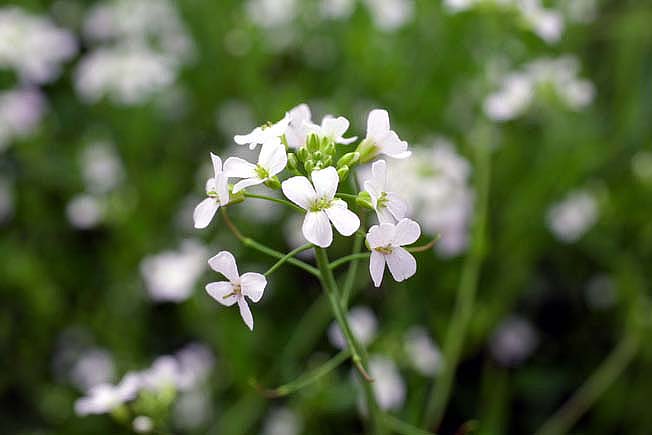 ハクサンハタザオ