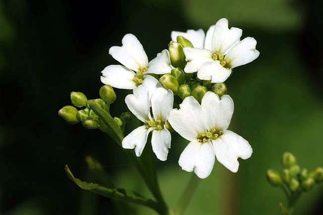 ハクサンハタザオ