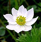 ハクサンイチゲ