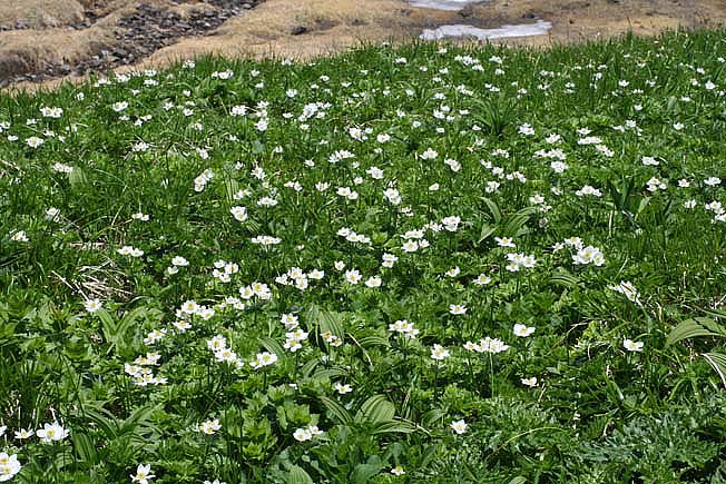 ハクサンイチゲ