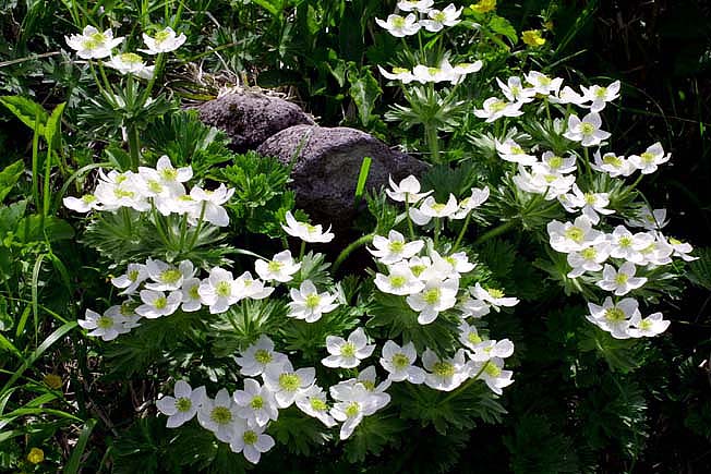 ハクサンイチゲ