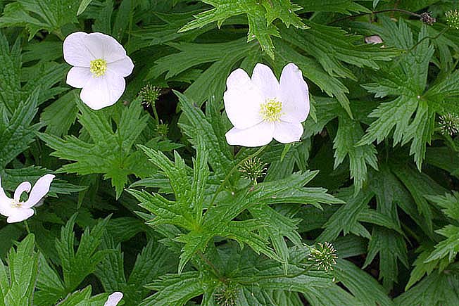 ハクサンイチゲ