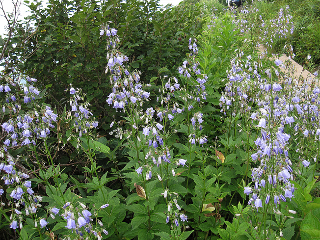 ハクサンシャジン