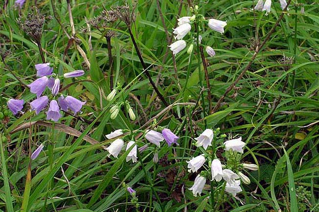 ハクサンシャジン