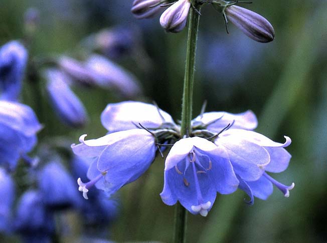 ハクサンシャジン