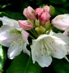 ハクサンシャクナゲ