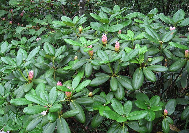 ハクサンシャクナゲ