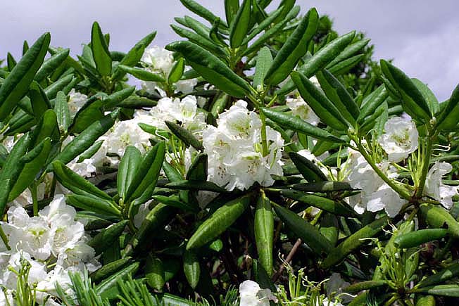 ハクサンシャクナゲ