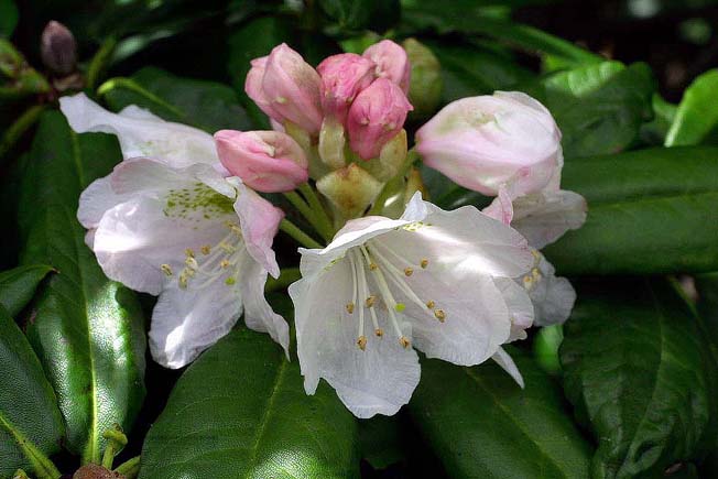 ハクサンシャクナゲ