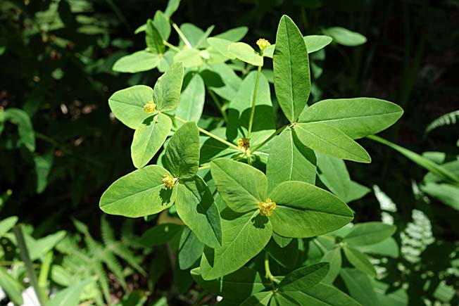 ハクサンタイゲキ