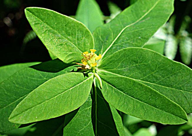 ハクサンタイゲキ