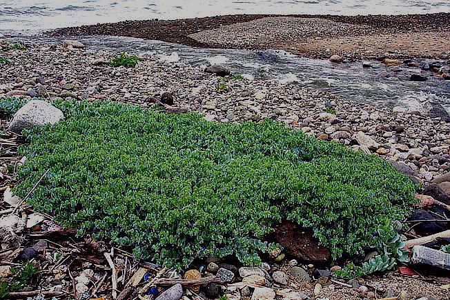 ハマベンケイソウ