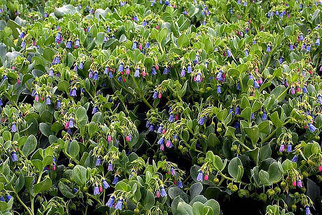 ハマベンケイソウ